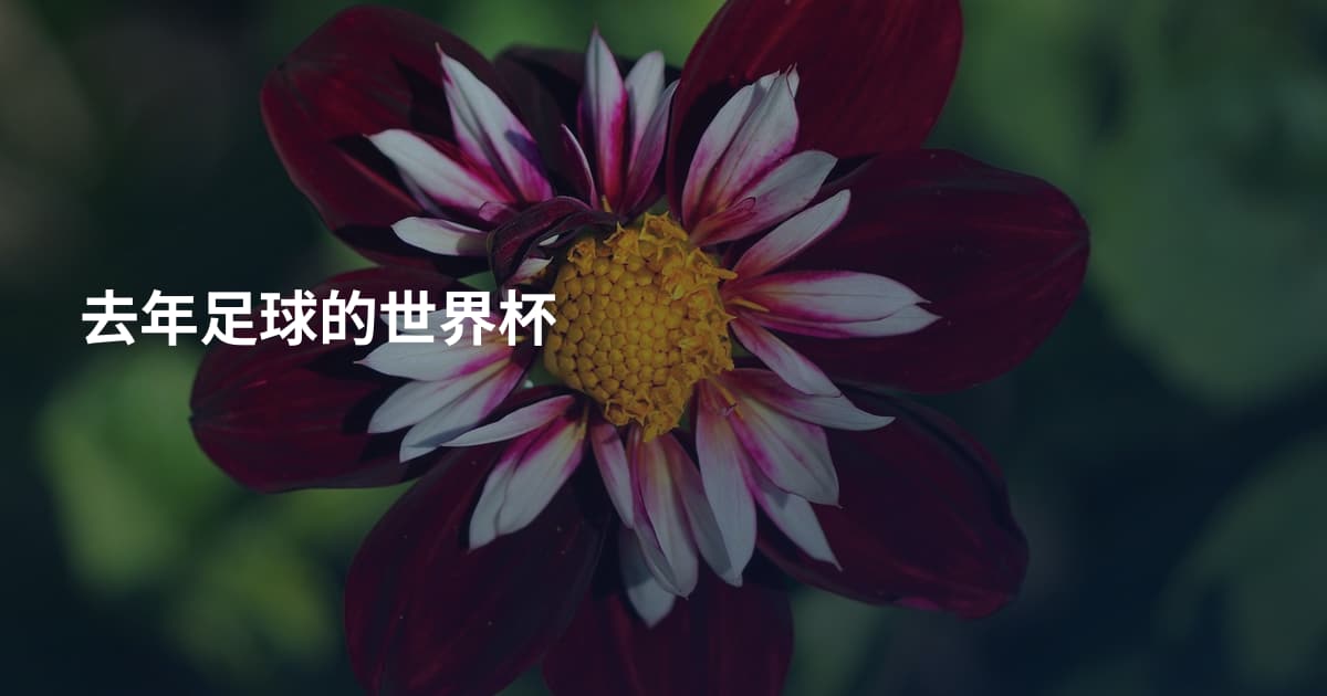 去年足球的世界杯