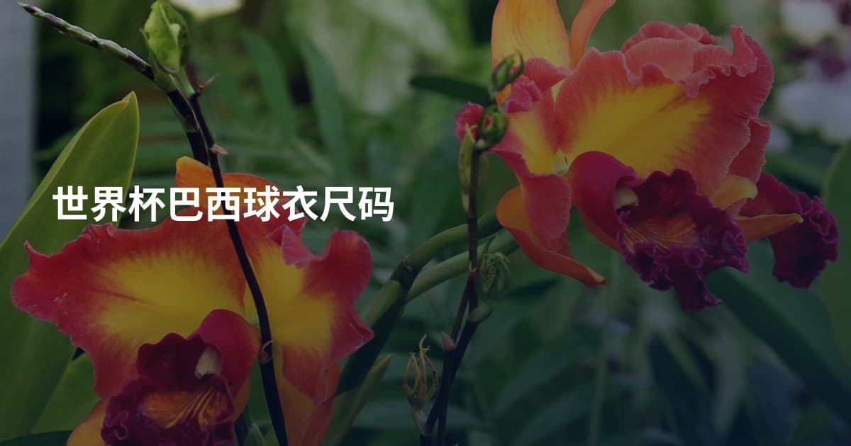 世界杯巴西球衣尺码