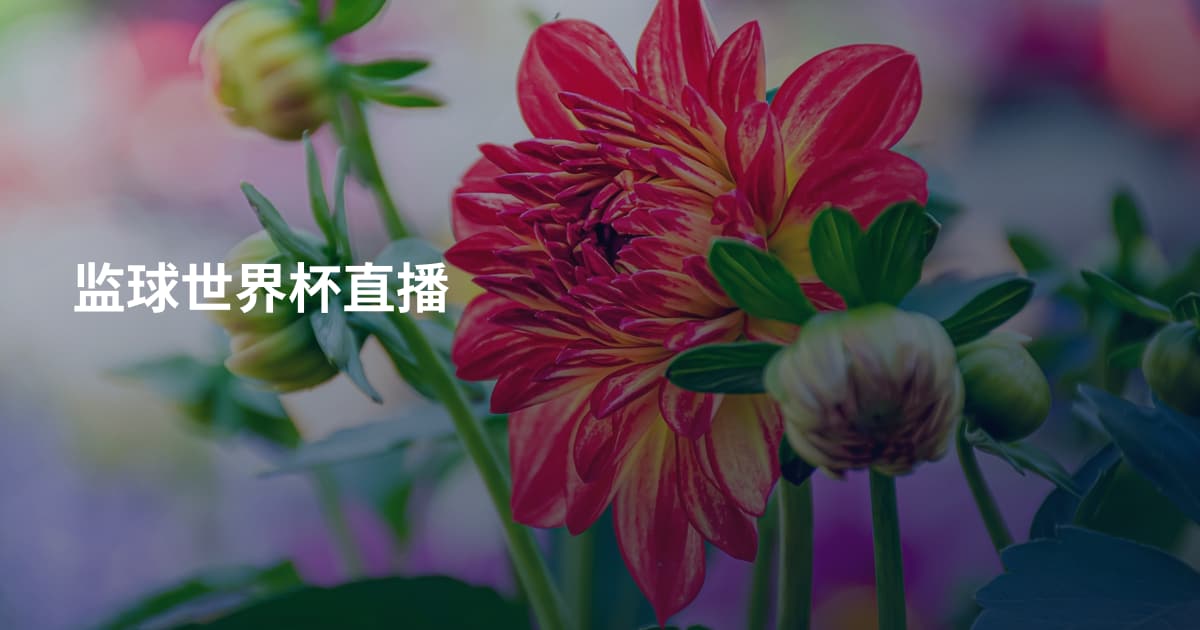 监球世界杯直播