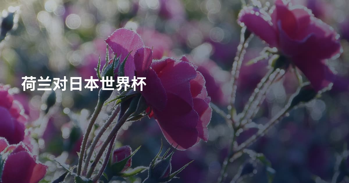 荷兰对日本世界杯