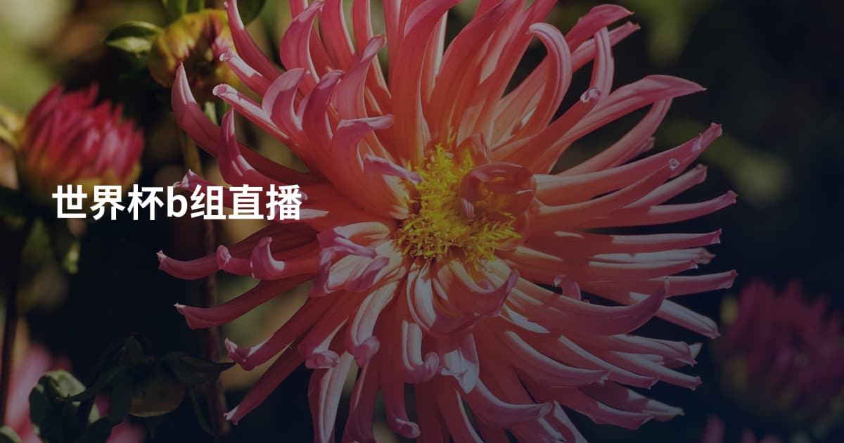 世界杯b组直播