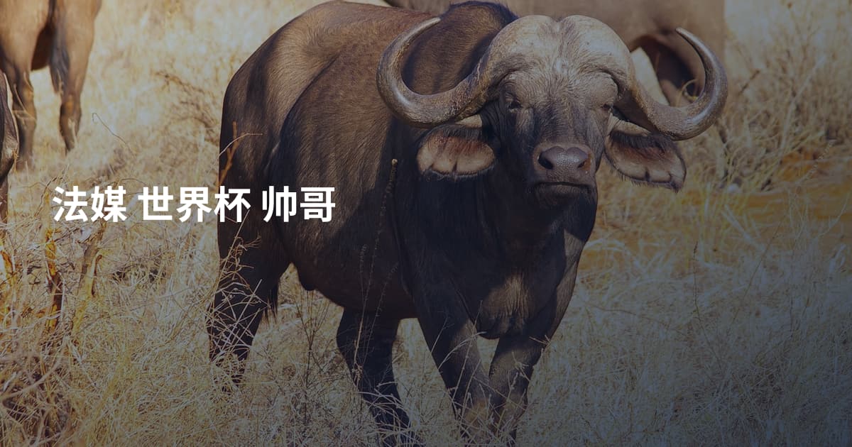 法媒 世界杯 帅哥