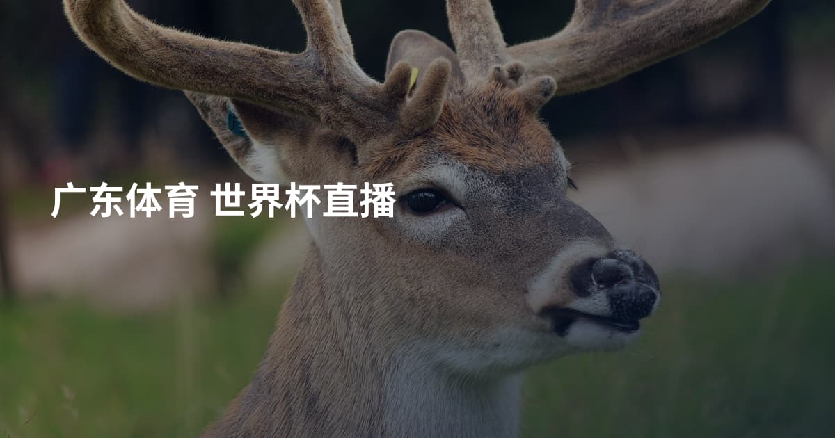 广东体育 世界杯直播