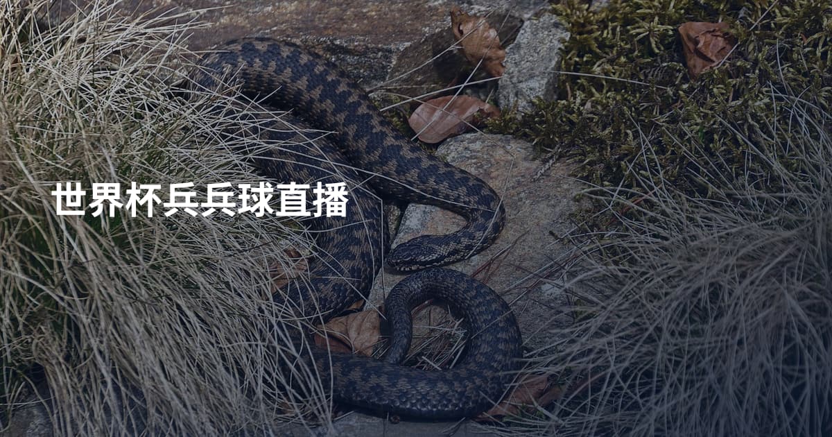 世界杯兵兵球直播