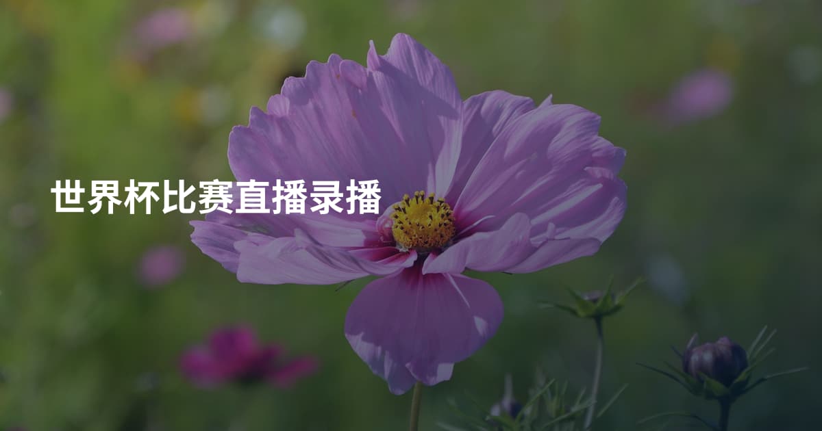 世界杯比赛直播录播