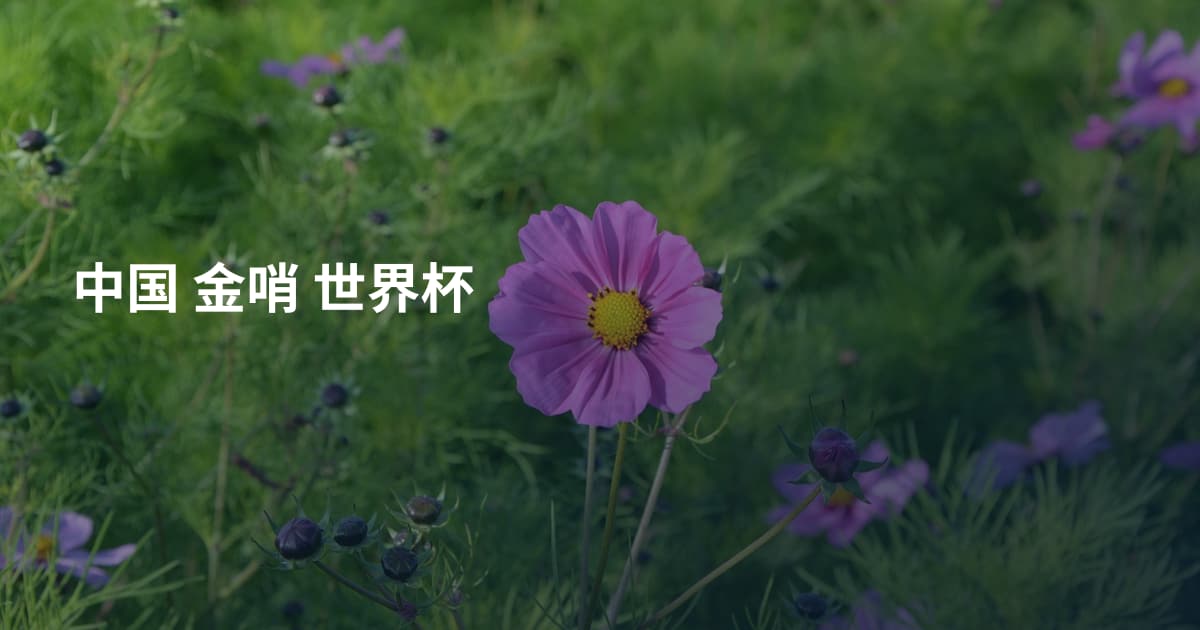 中国 金哨 世界杯
