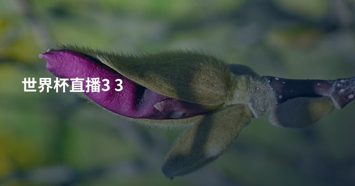 世界杯直播3 3