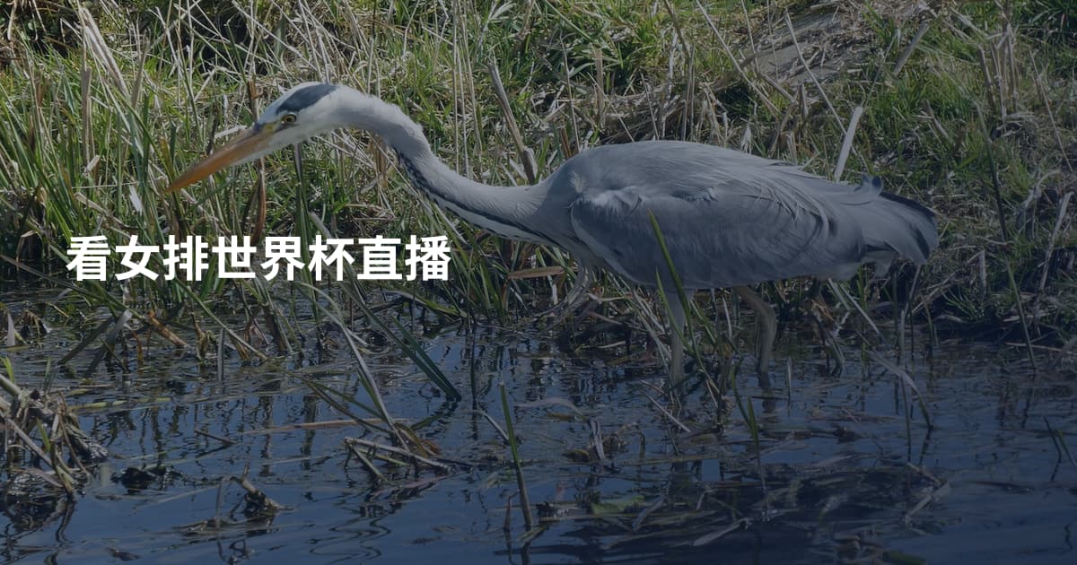 看女排世界杯直播