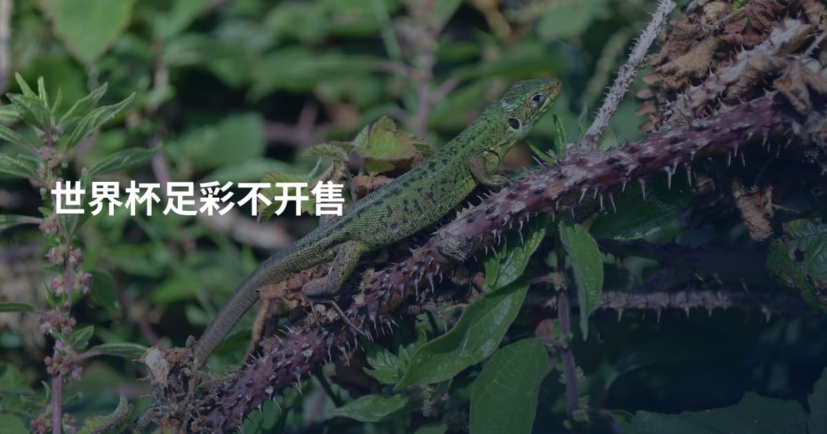 世界杯足彩不开售