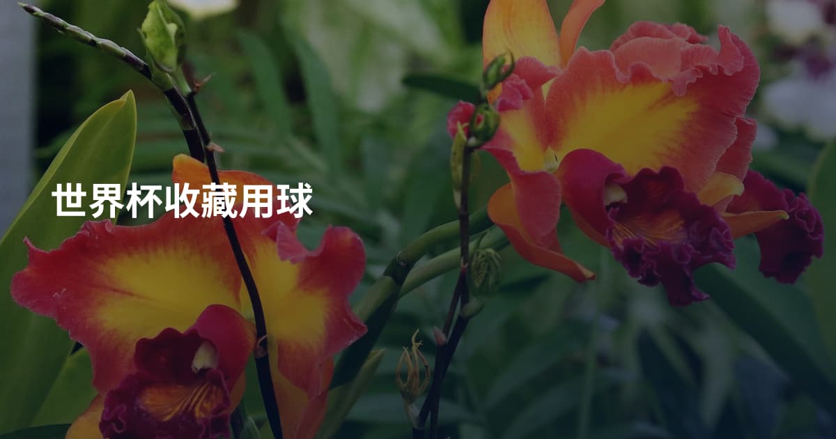 世界杯收藏用球