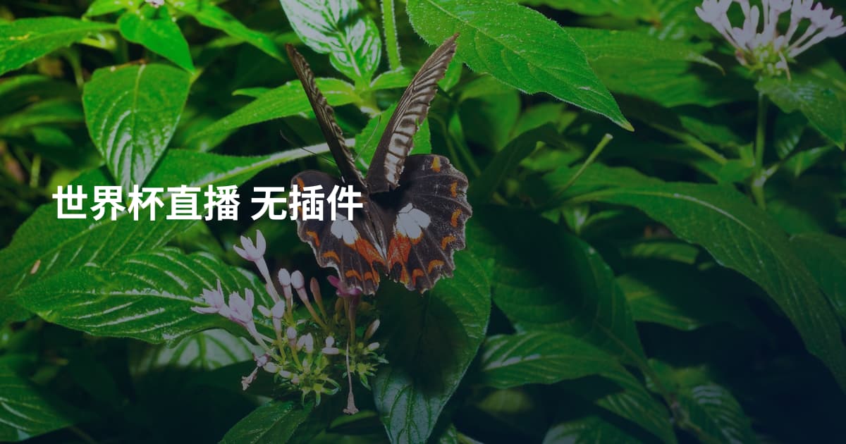 世界杯直播 无插件