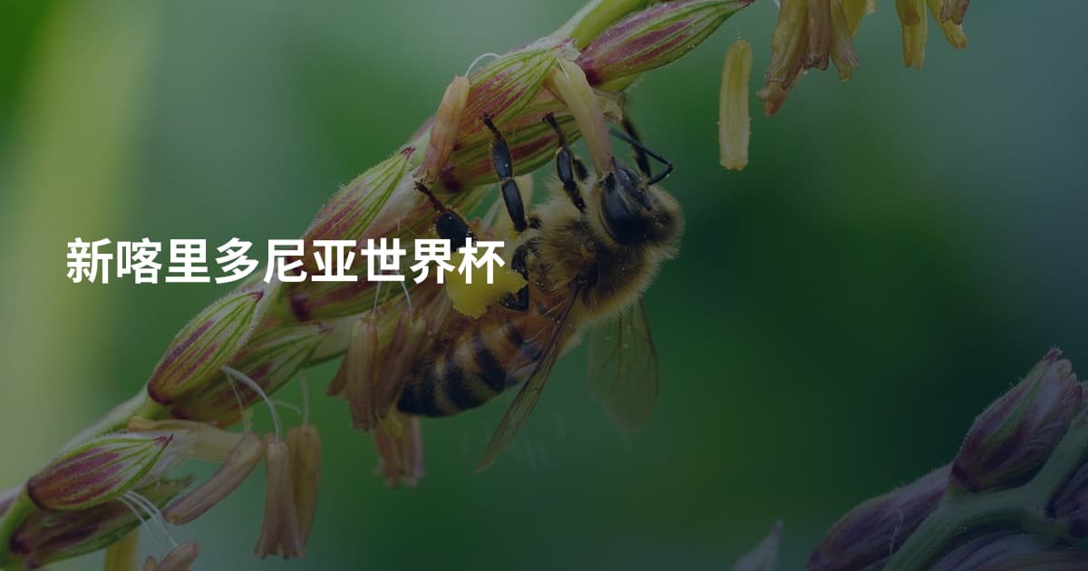 新喀里多尼亚世界杯