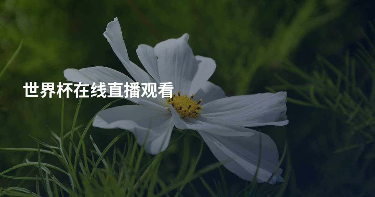 世界杯在线直播观看