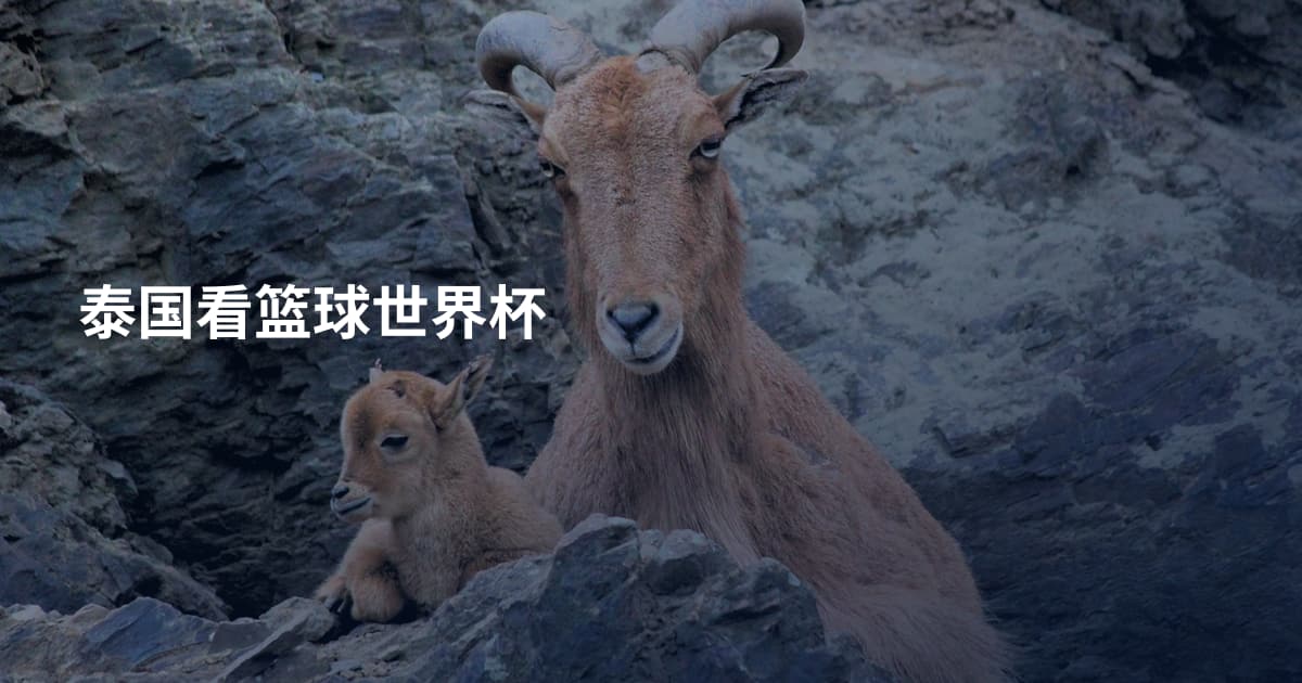 泰国看篮球世界杯