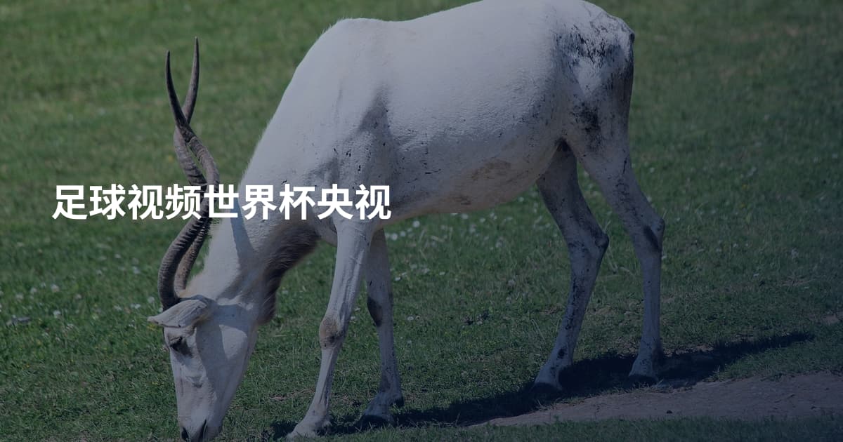足球视频世界杯央视