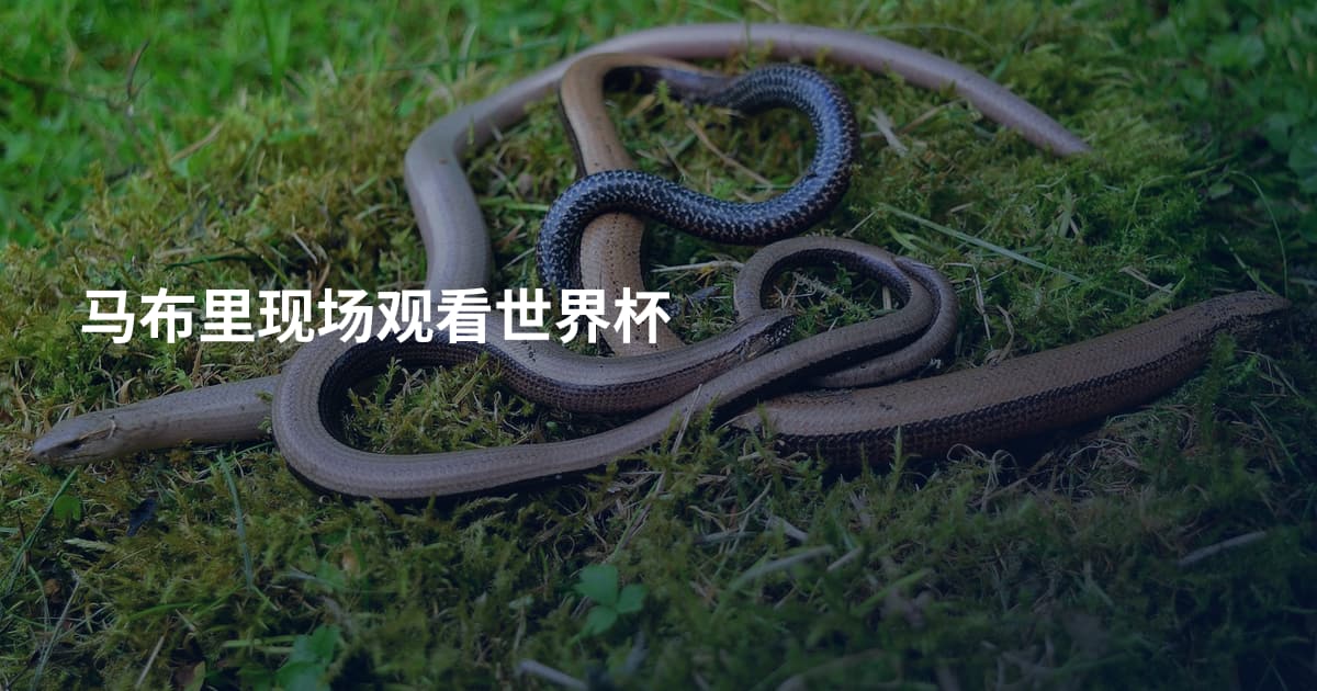 马布里现场观看世界杯
