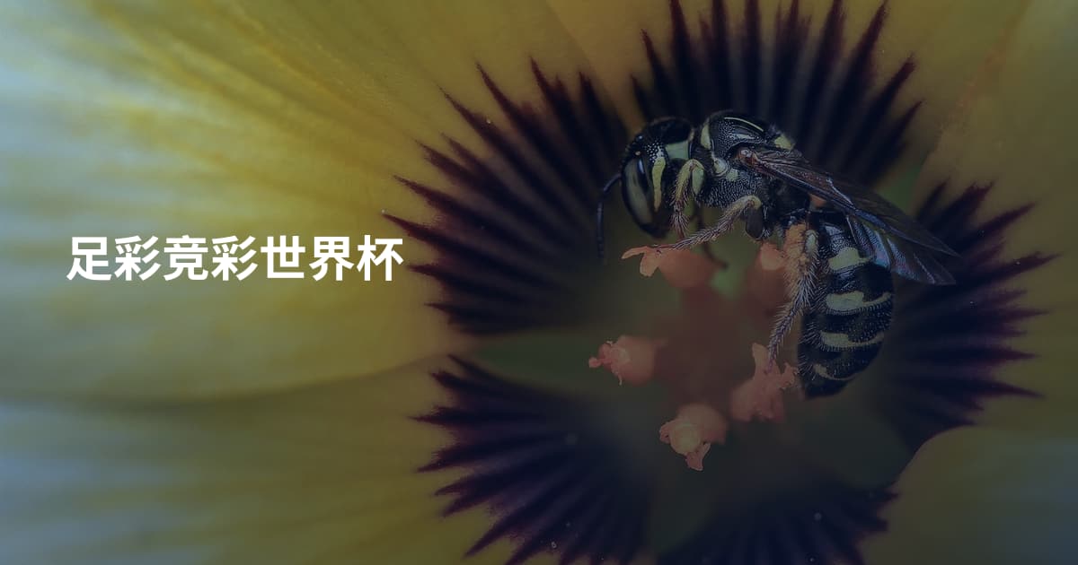足彩竞彩世界杯