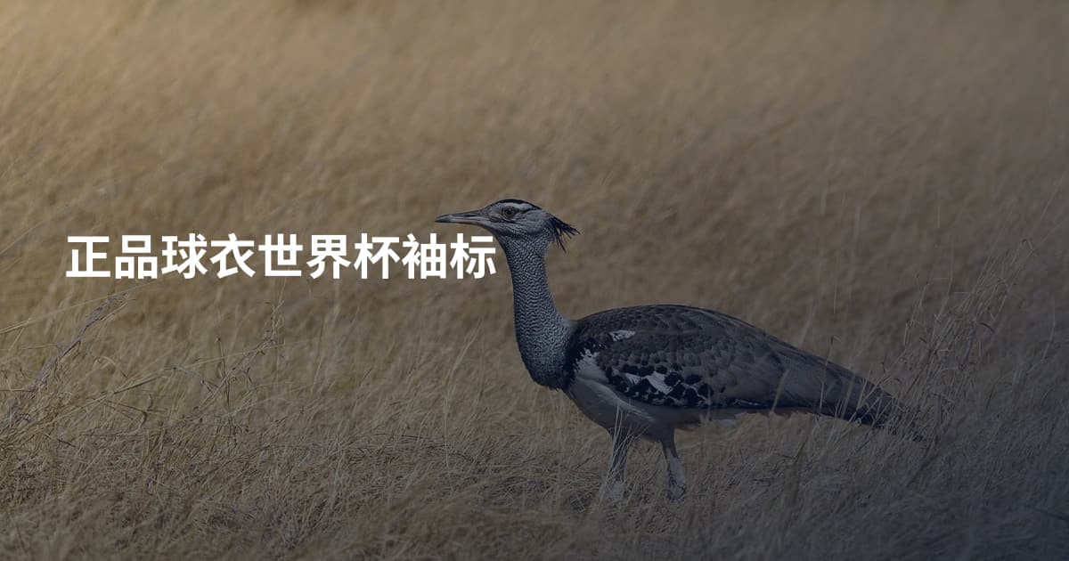 正品球衣世界杯袖标