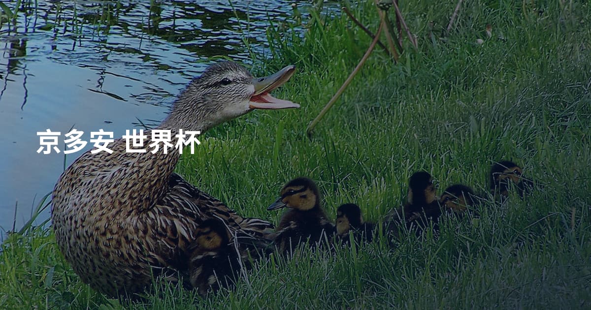 京多安 世界杯
