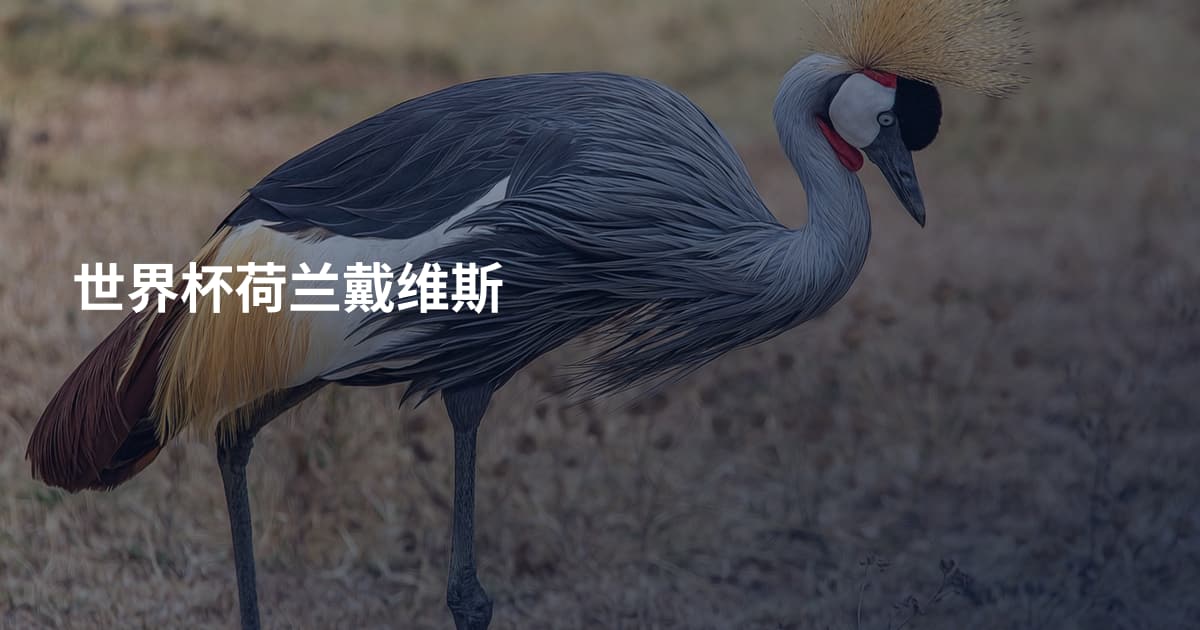 世界杯荷兰戴维斯