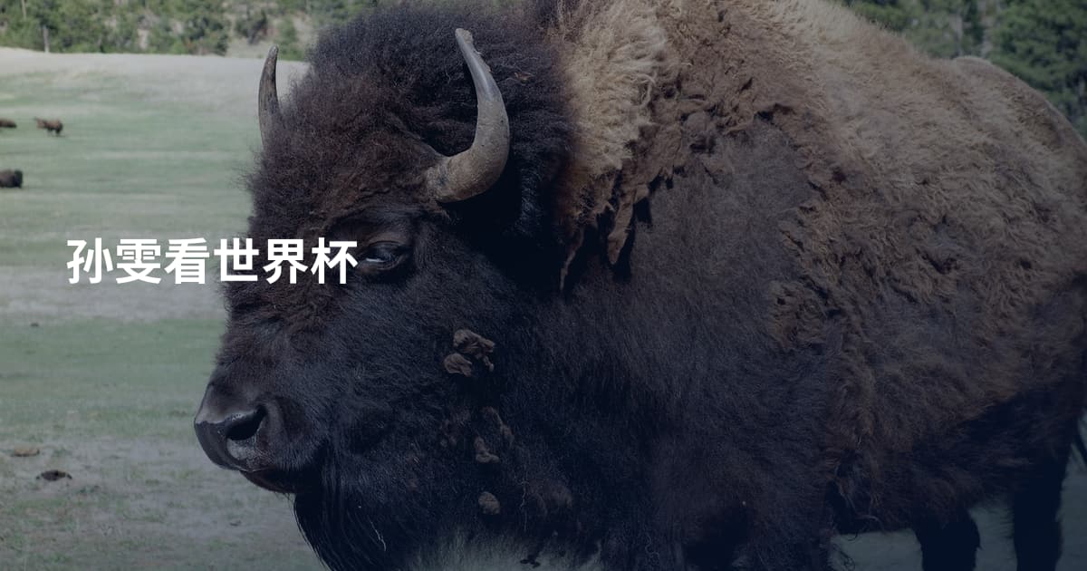 孙雯看世界杯