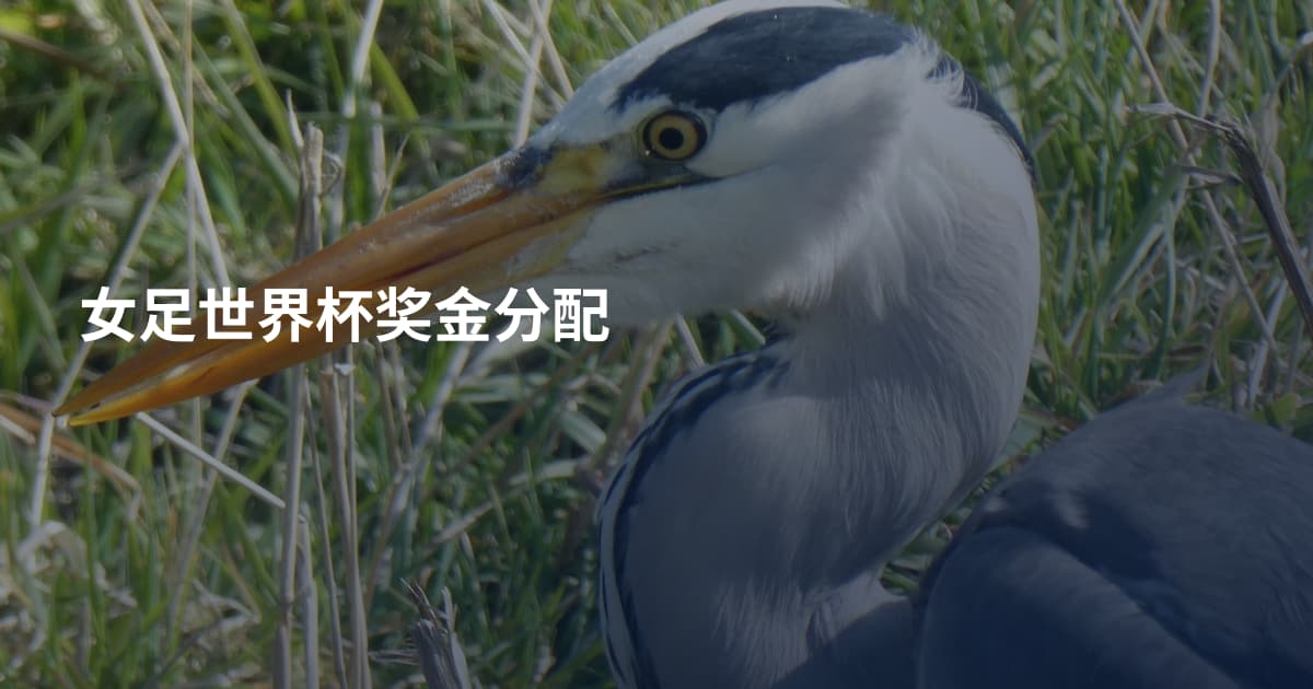女足世界杯奖金分配