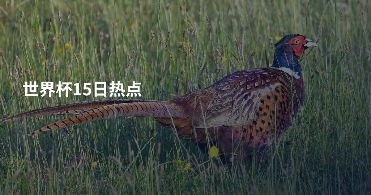 世界杯15日热点