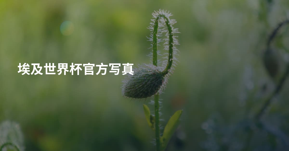 埃及世界杯官方写真