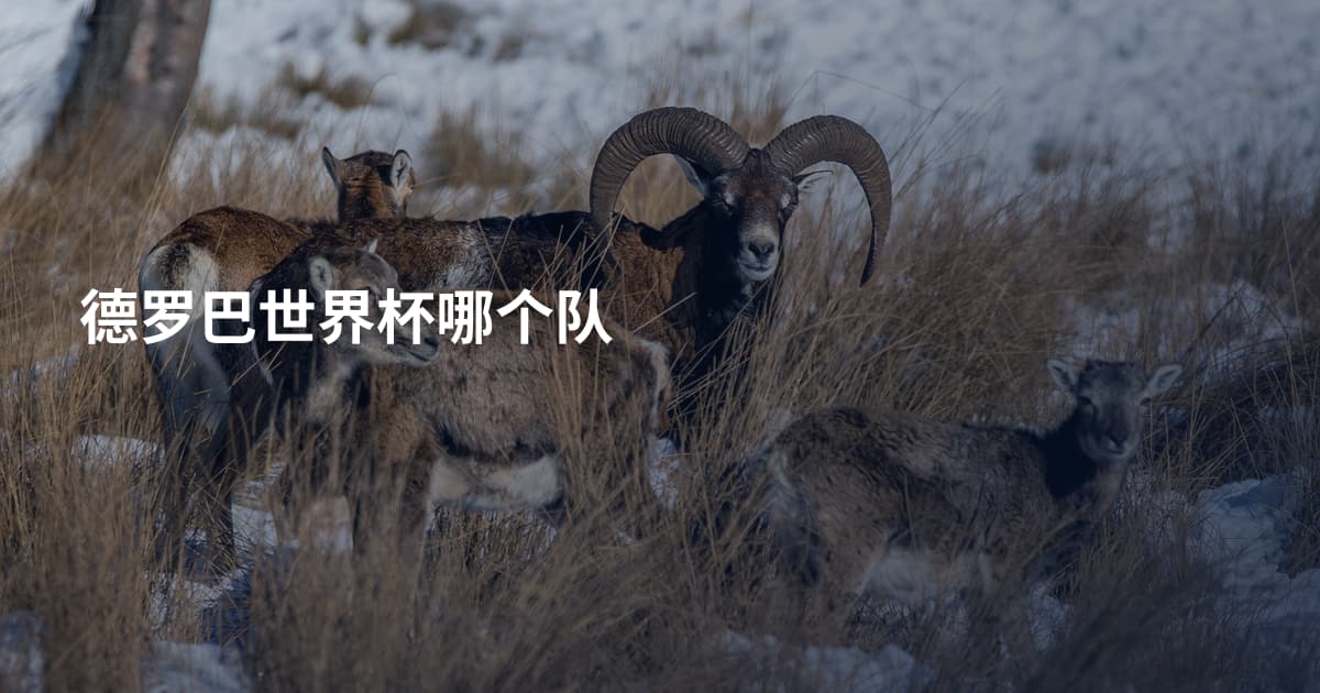 德罗巴世界杯哪个队