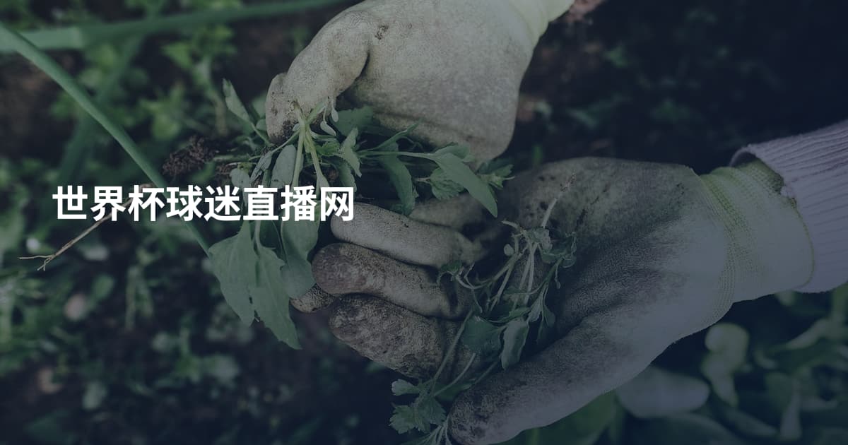 世界杯球迷直播网