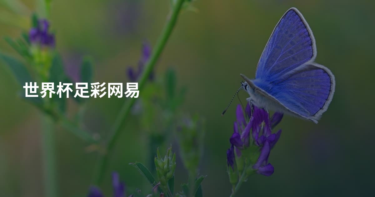 世界杯足彩网易