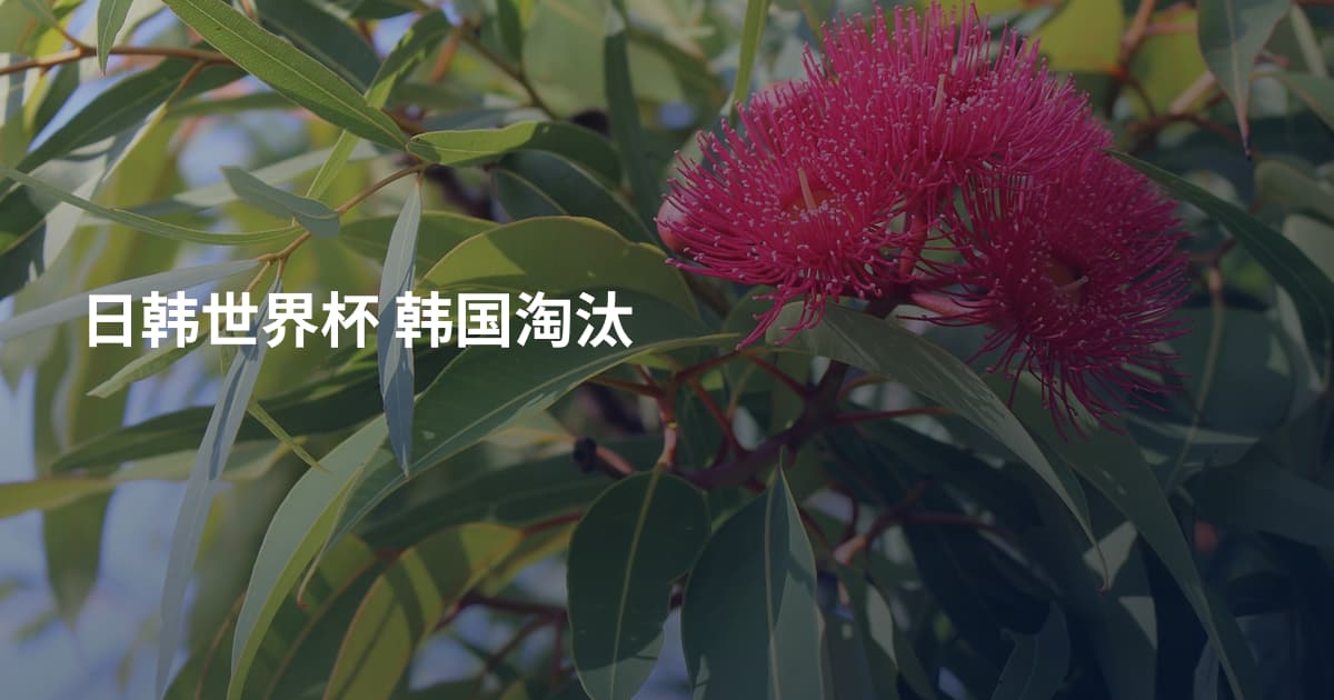日韩世界杯 韩国淘汰