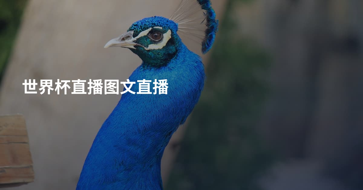 世界杯直播图文直播