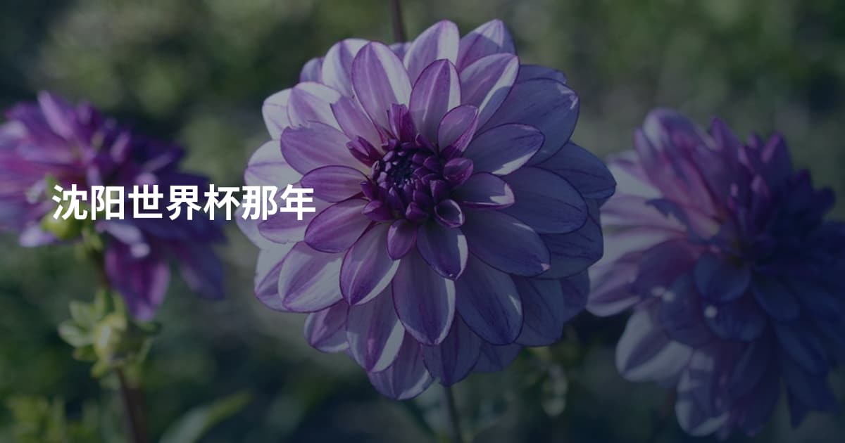 沈阳世界杯那年