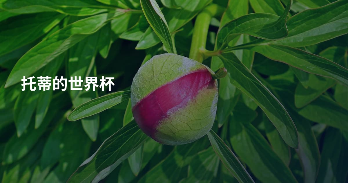托蒂的世界杯
