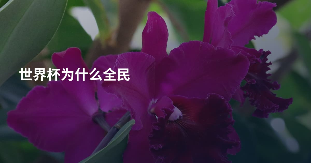 世界杯为什么全民
