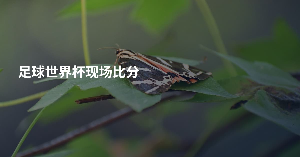 足球世界杯现场比分