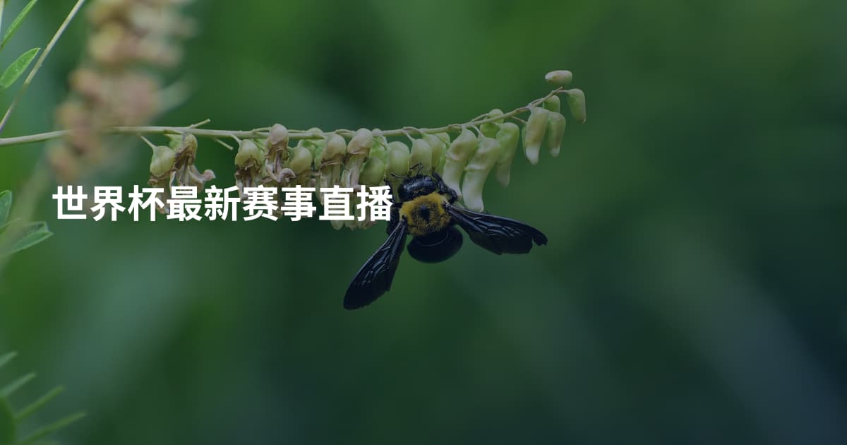世界杯最新赛事直播