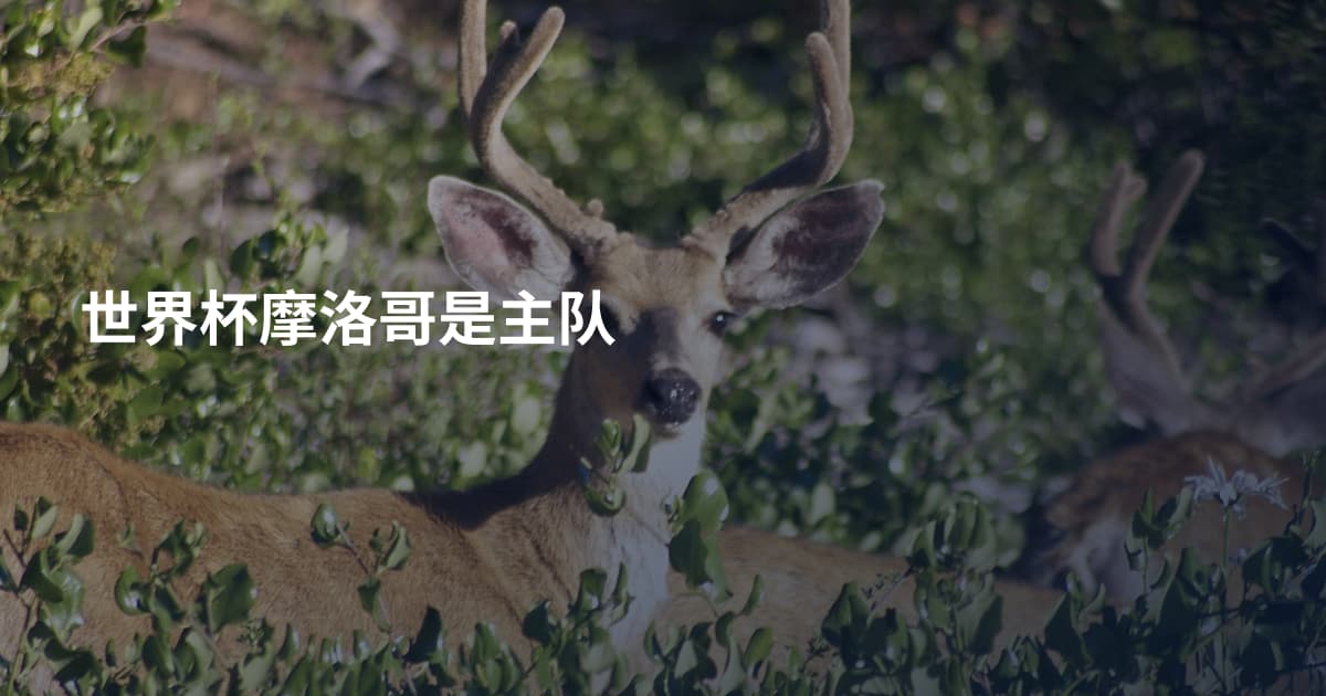 世界杯摩洛哥是主队