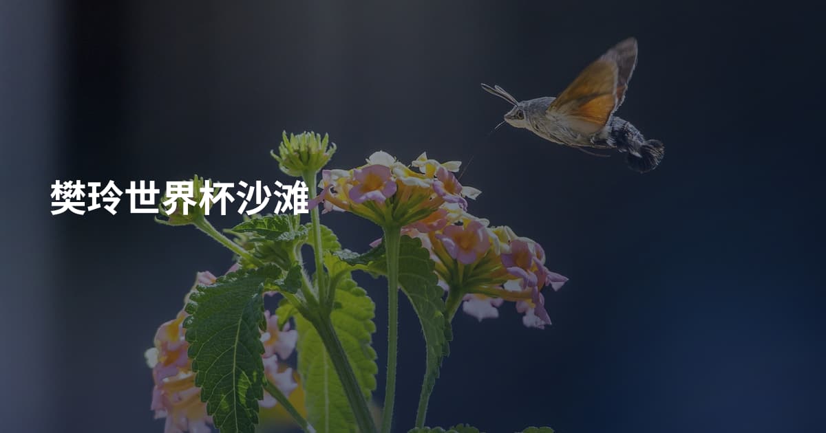 樊玲世界杯沙滩