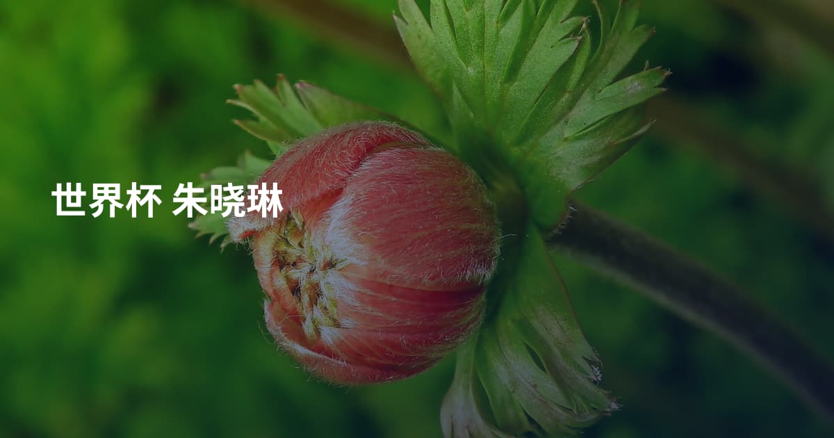 世界杯 朱晓琳