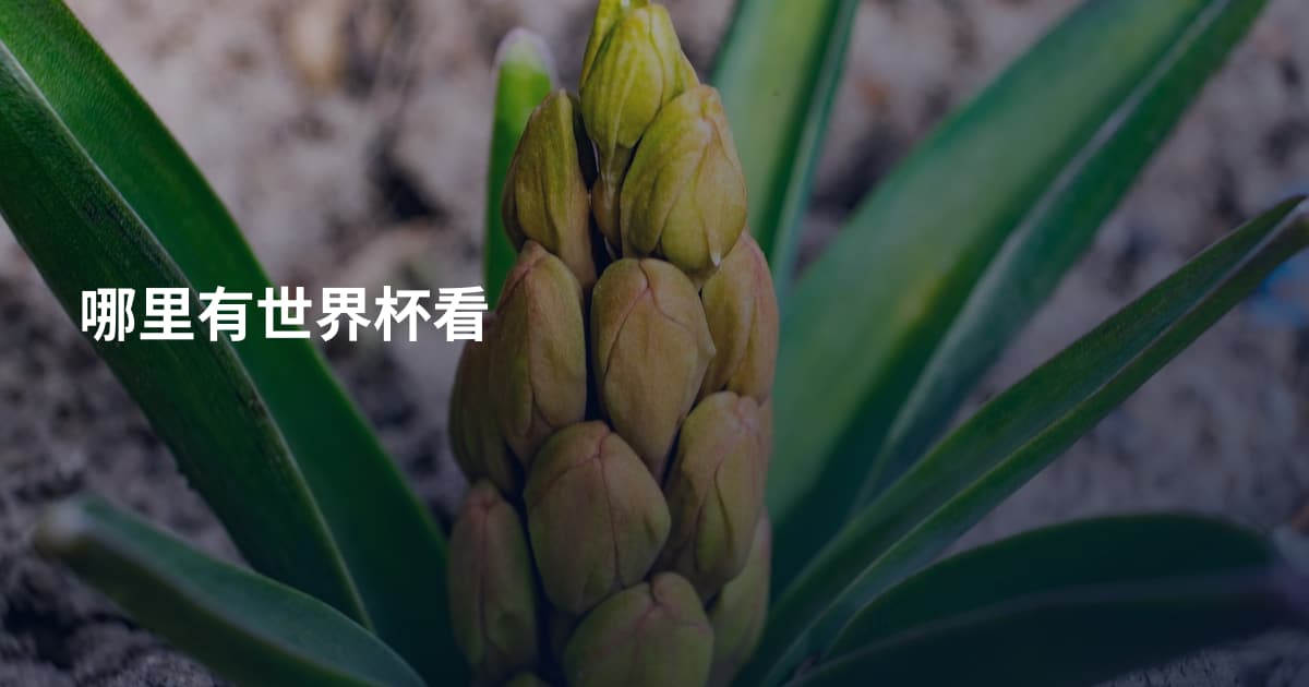 哪里有世界杯看