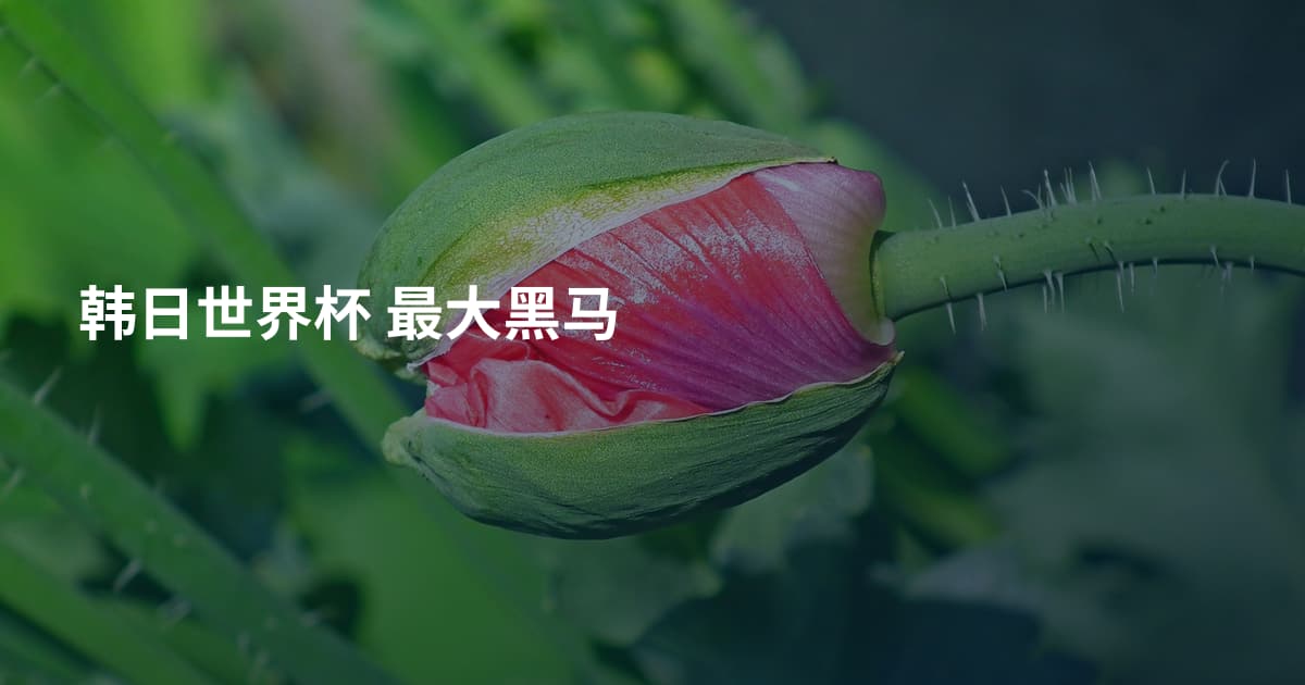 韩日世界杯 最大黑马