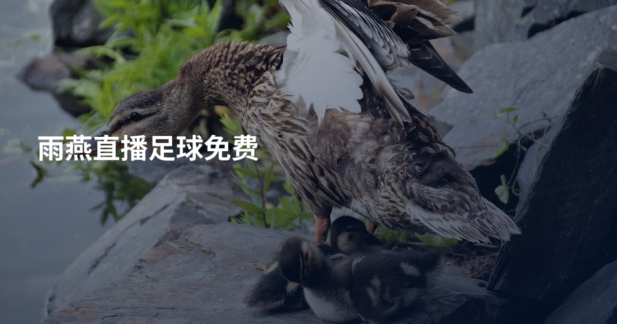 雨燕直播足球免费