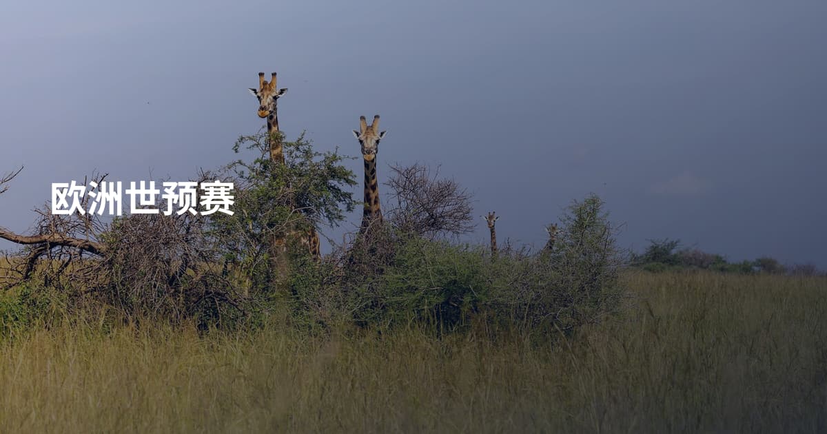 欧洲世预赛