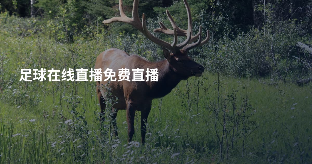 足球在线直播免费直播