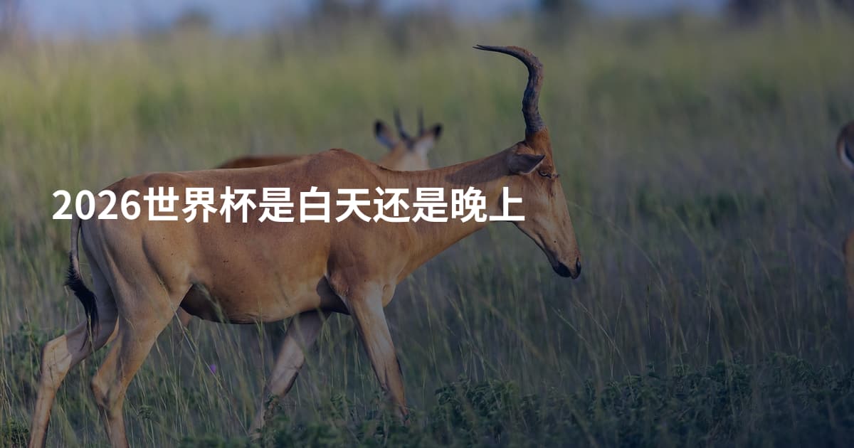 2026世界杯是白天还是晚上