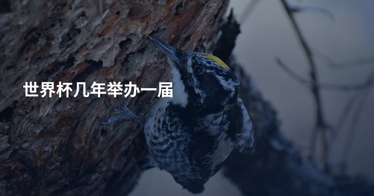 世界杯几年举办一届