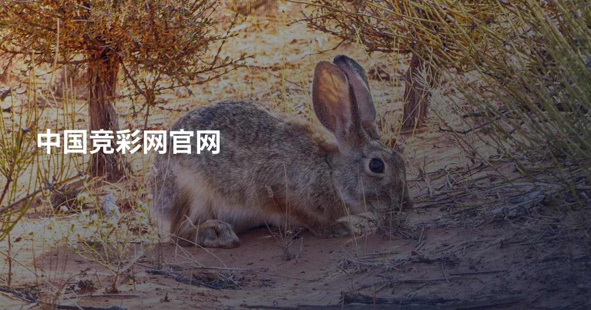 中国竞彩网官网