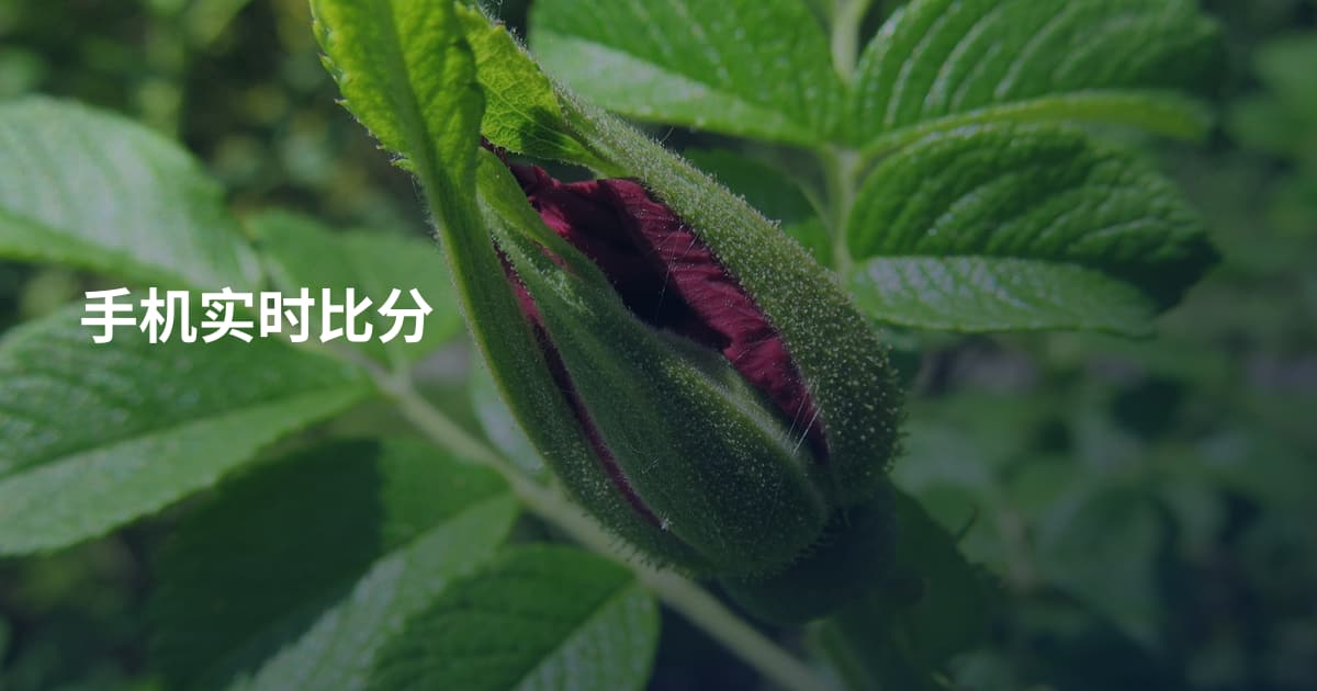 手机实时比分